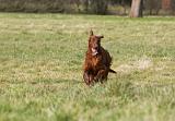 SETTER IRLANDAIS 263